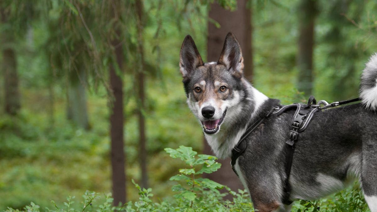 A West Siberian Laika dog stands alertly in a vibrant green forest.